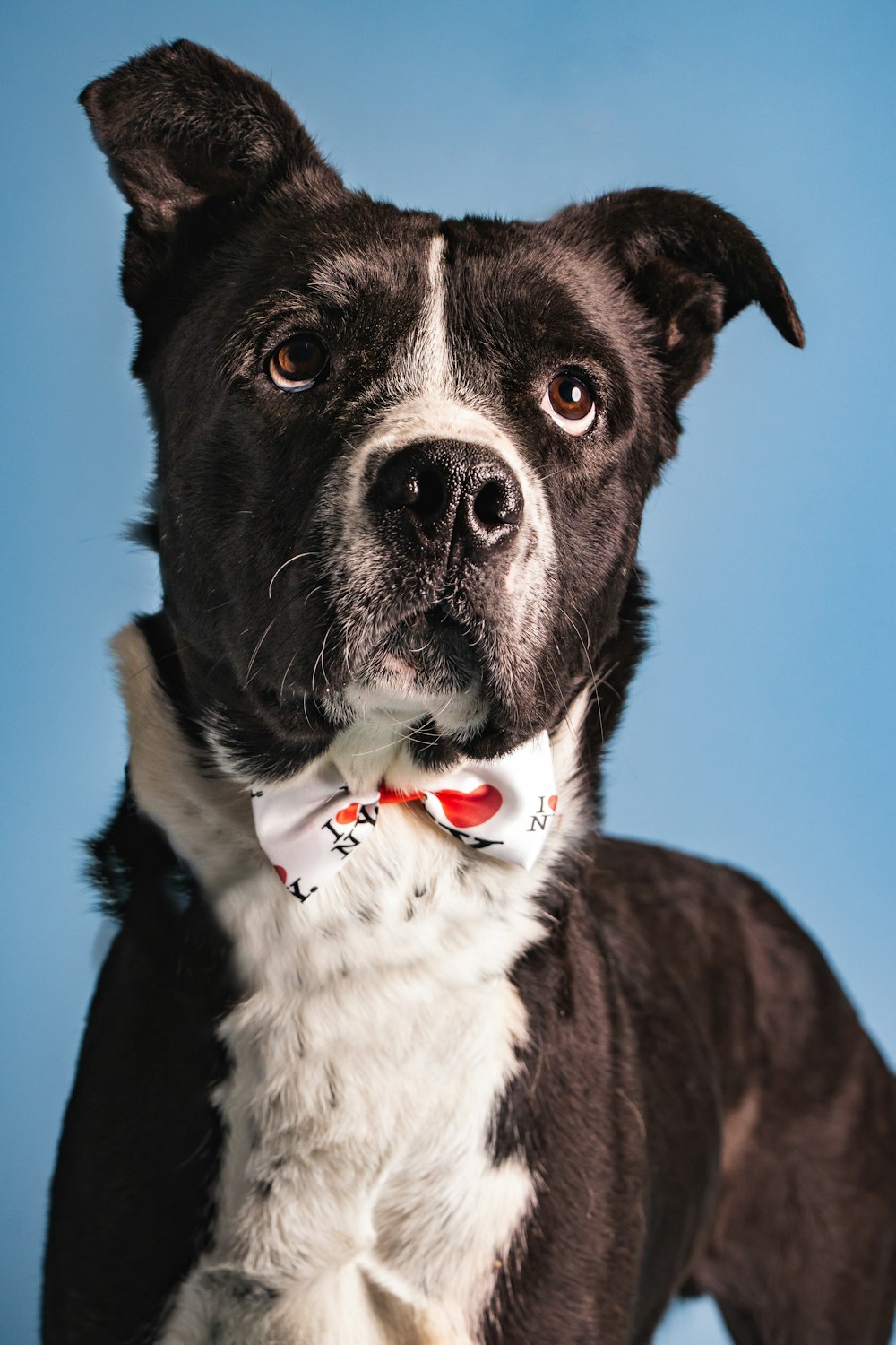 a black and white dog wearing a bow tie