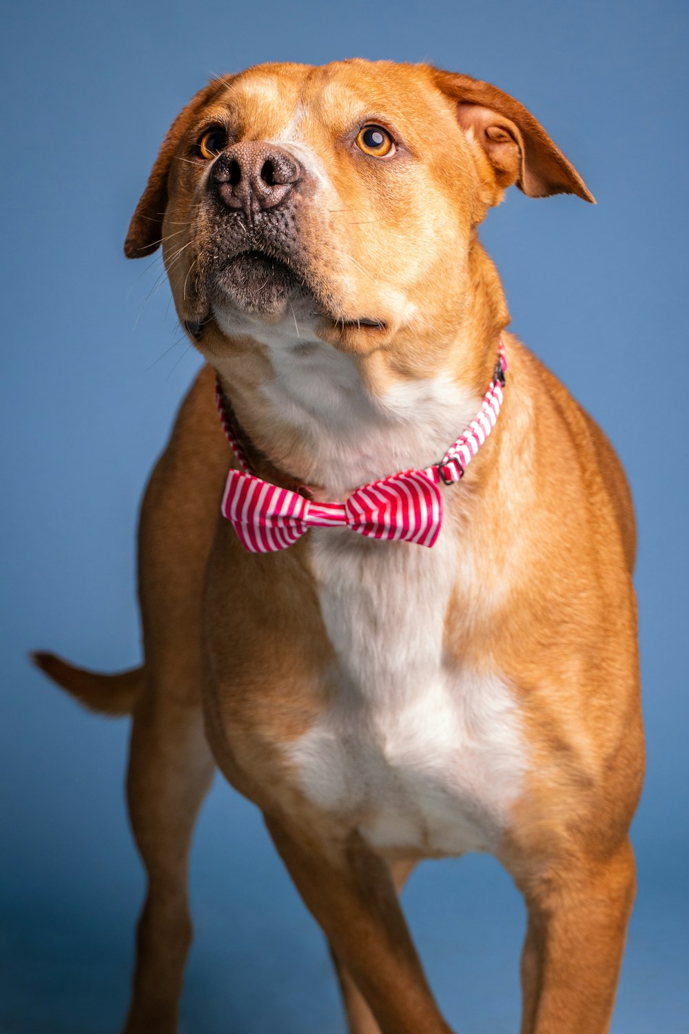 a brown and white dog wearing a red and white striped bow tie