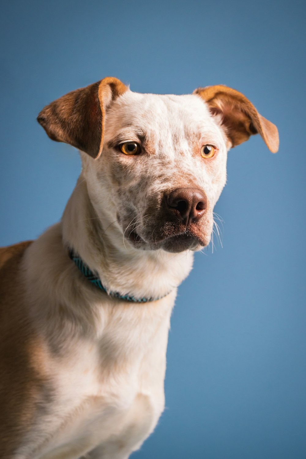 a close up of a dog looking at the camera