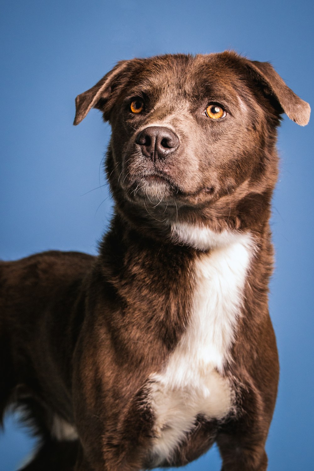 a close up of a dog with a blue background