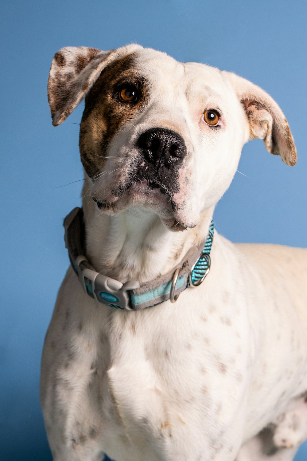 a close up of a dog on a blue background