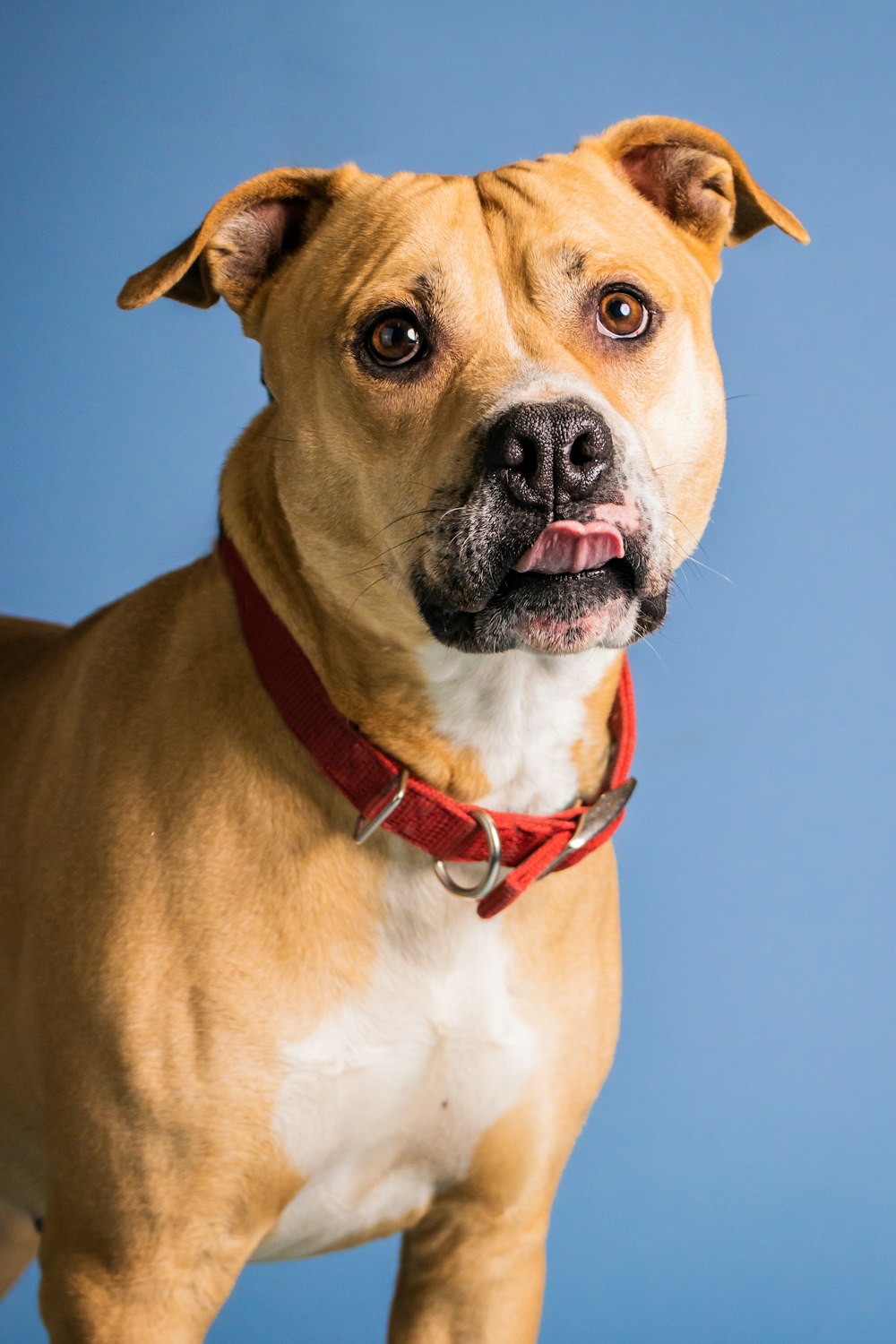 Un perro marrón y blanco con un collar rojo