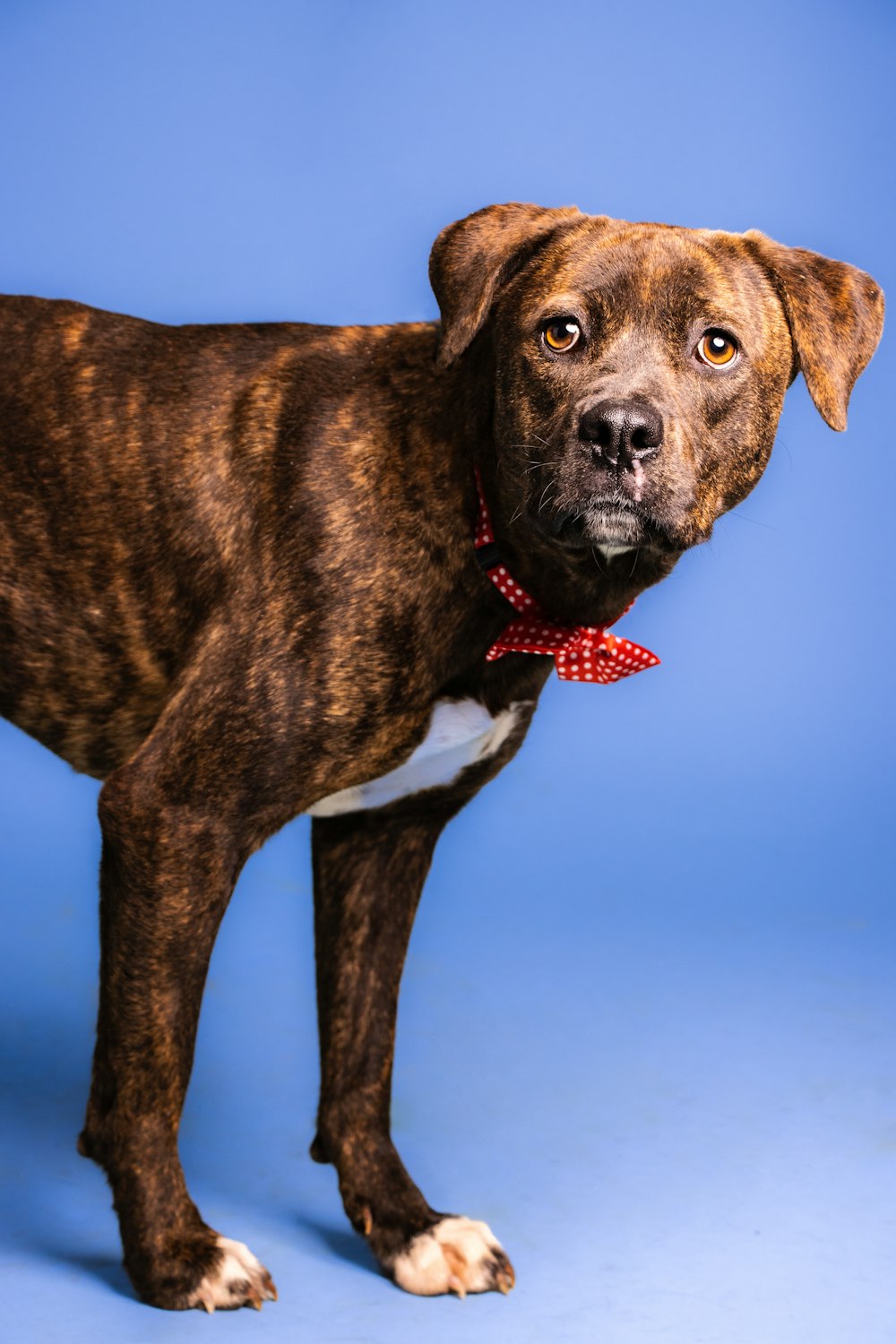 a brown and white dog wearing a red bow tie