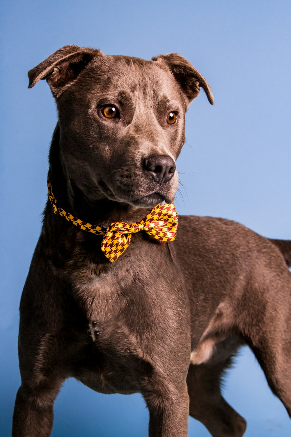 a brown dog wearing a yellow checkered bow tie