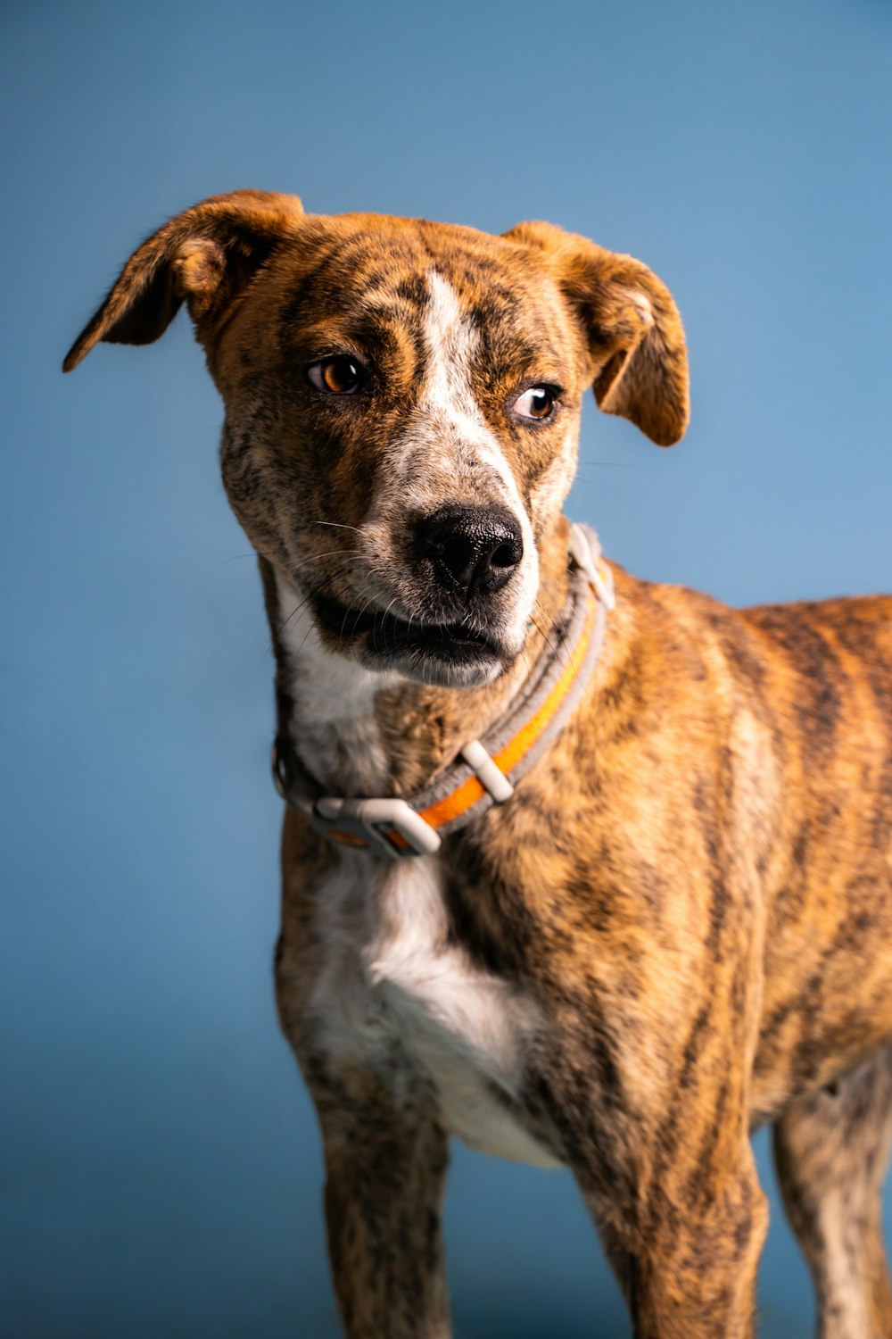 a close up of a dog with a blue background