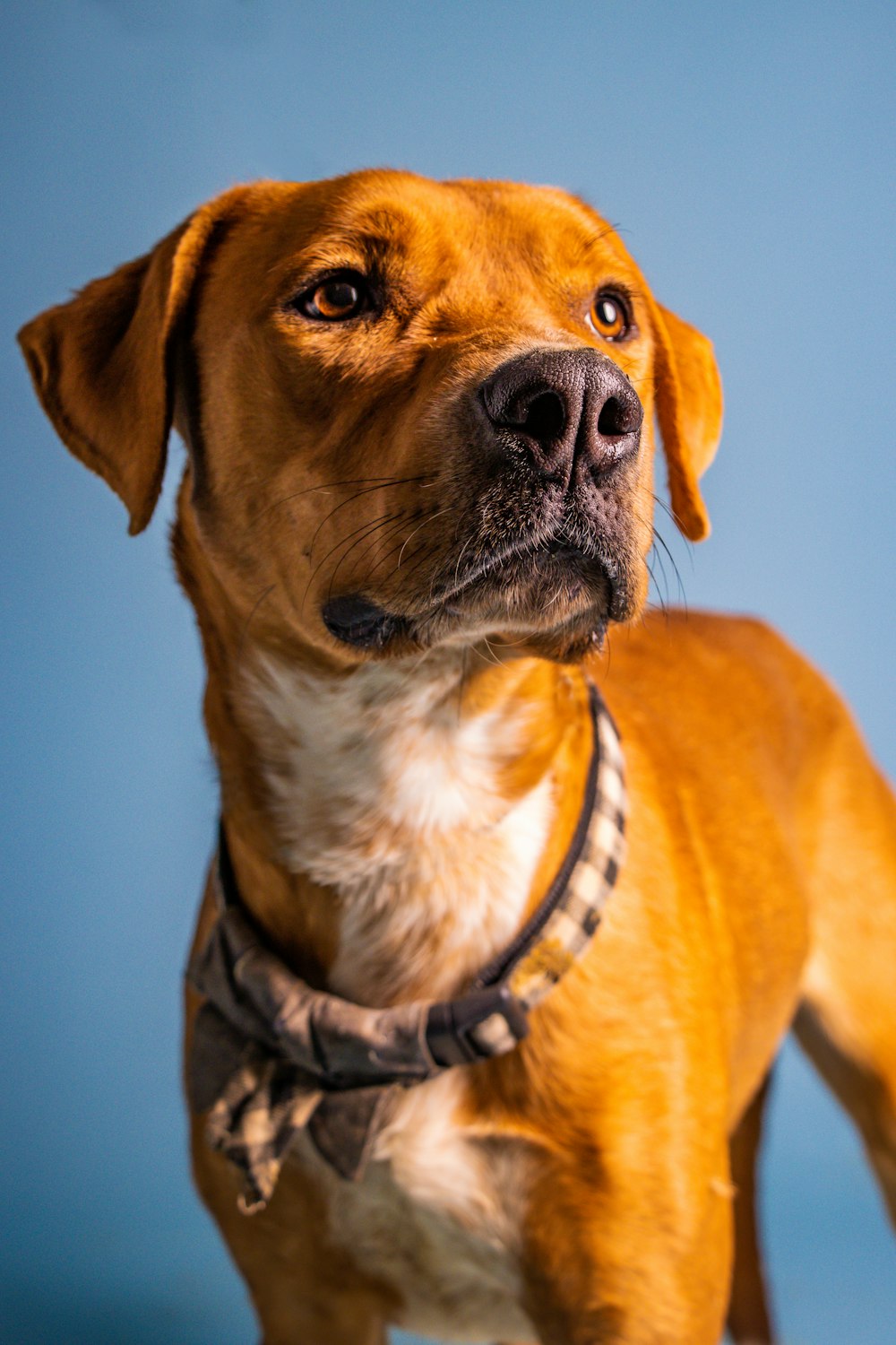 a close up of a dog wearing a collar