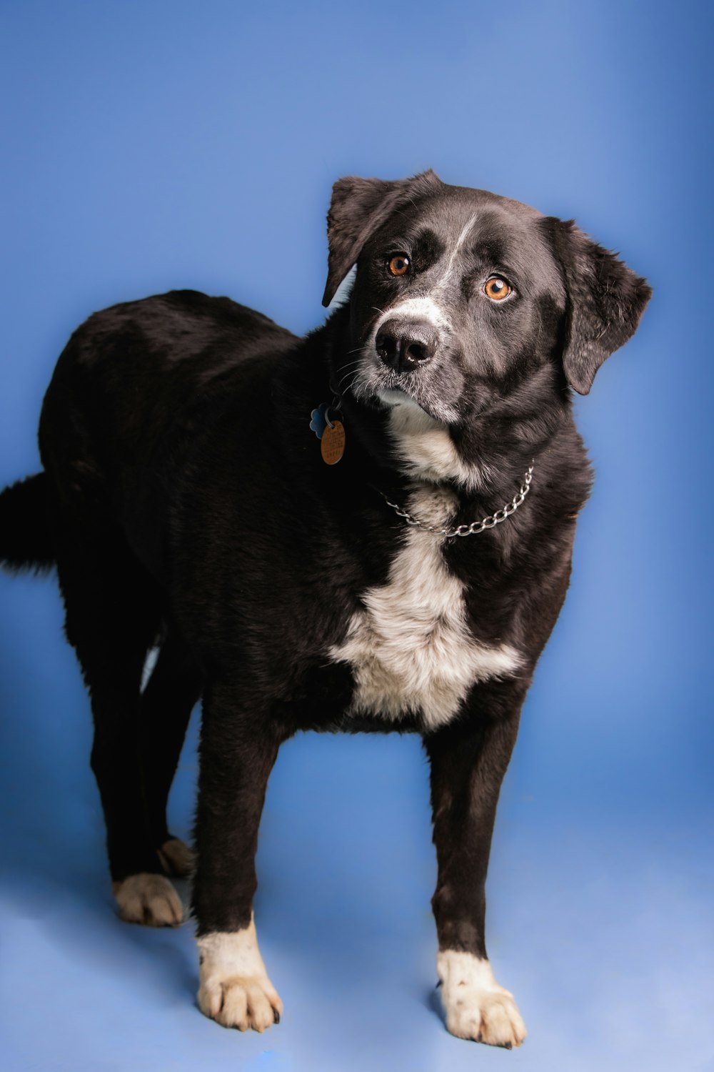 um cão preto e branco de pé em um fundo azul