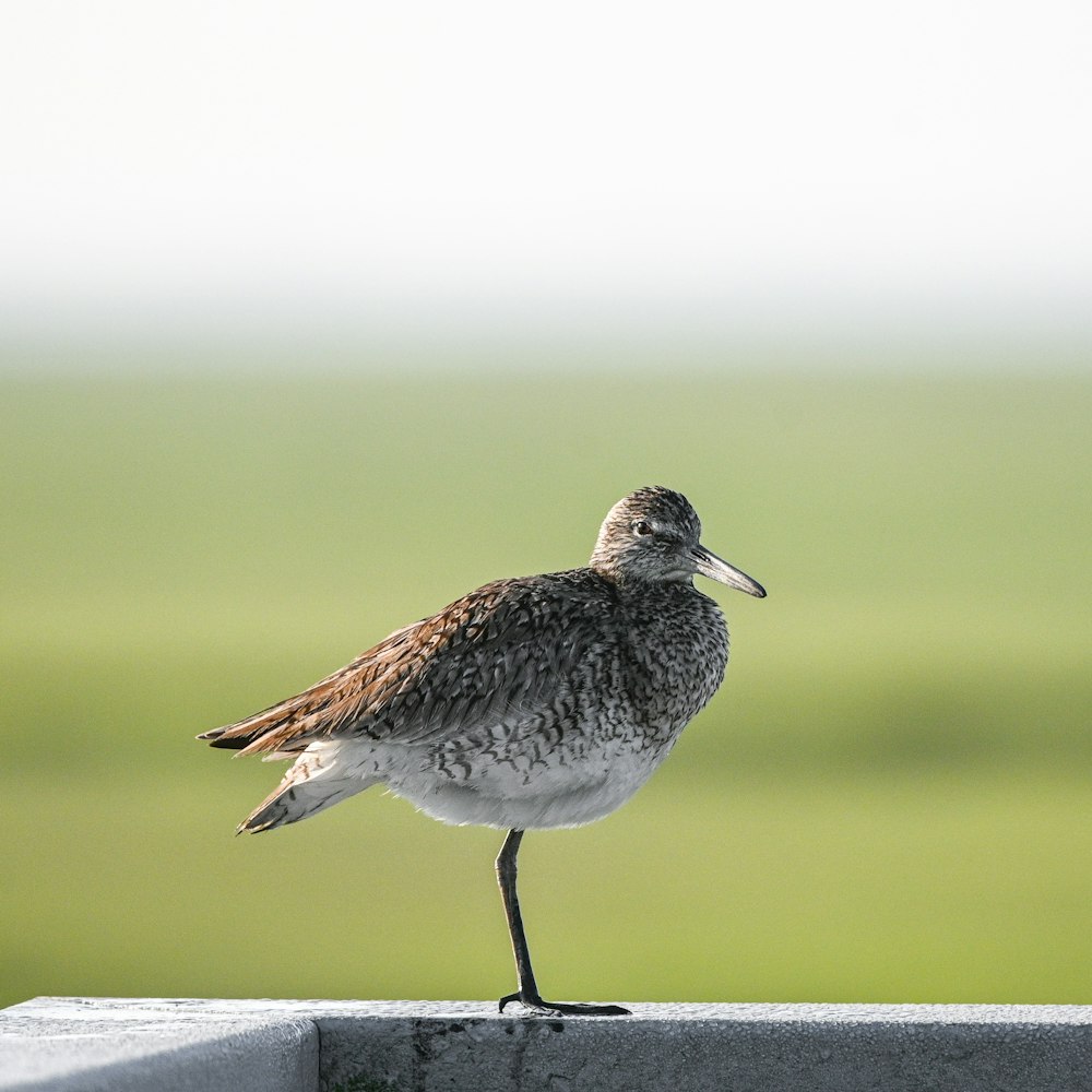a bird is standing on a ledge outside