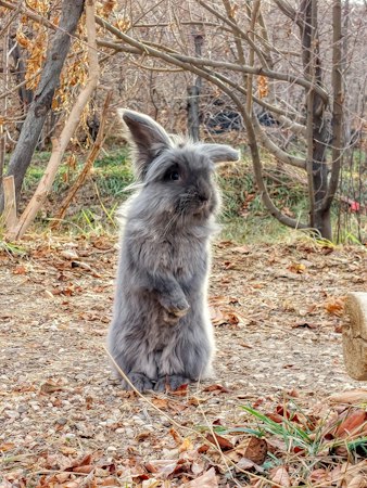 Gray Lionhead-type rabbit sitting upright beside a tree
