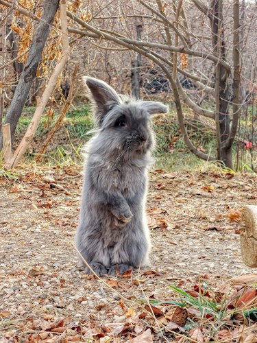 Gray Lionhead-type rabbit sitting upright beside a tree