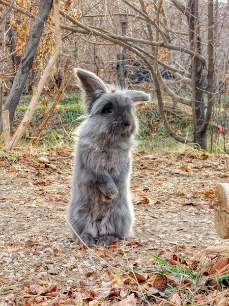 Lionhead Rabbit photo 6