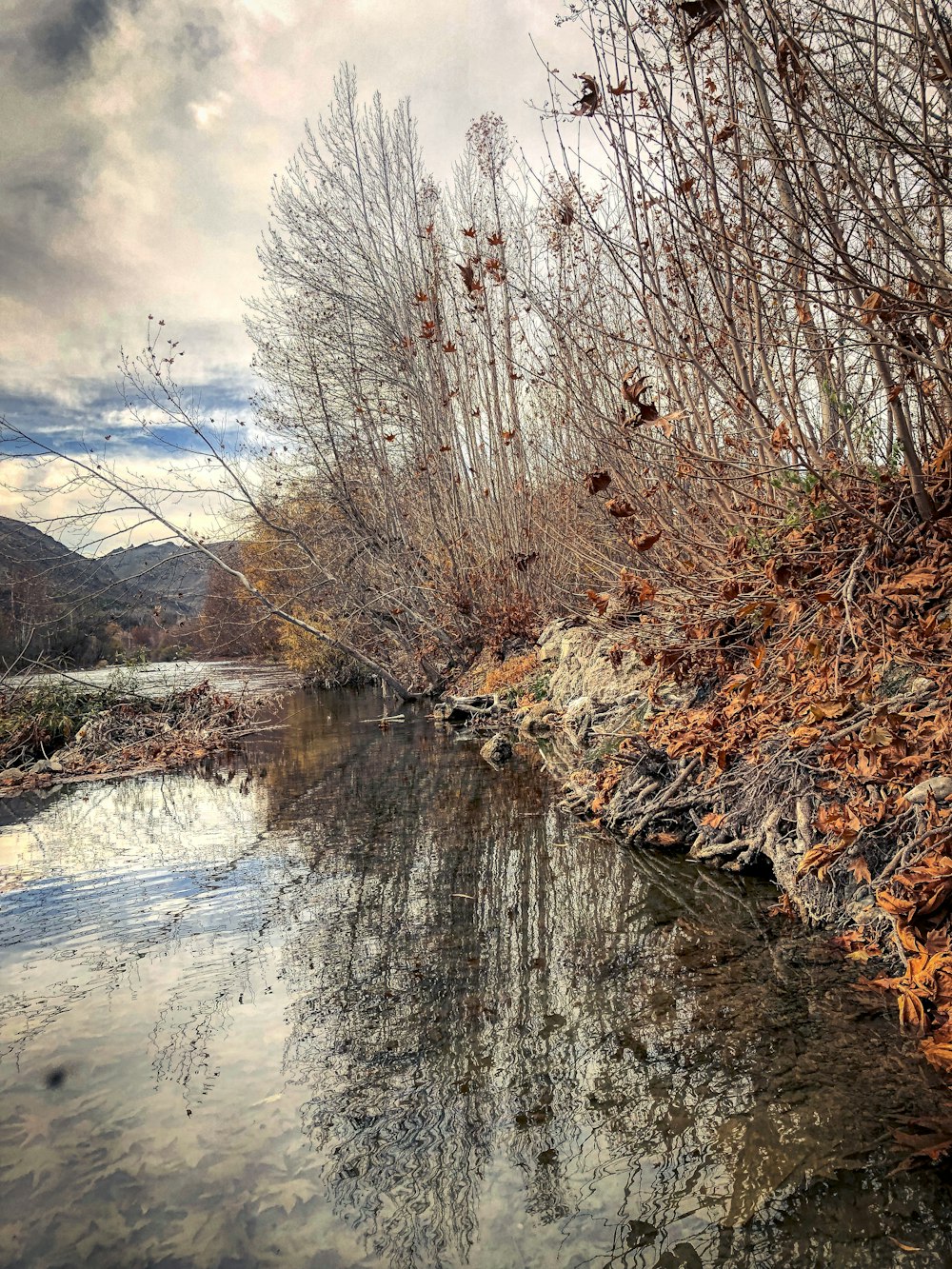 a body of water surrounded by trees and bushes