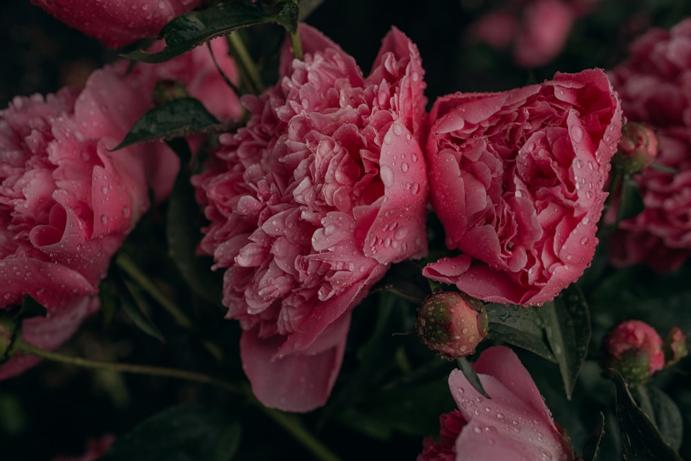 a bunch of pink flowers with water droplets on them