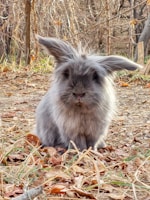 a gray and white rabbit sitting on top of a pile of leaves
