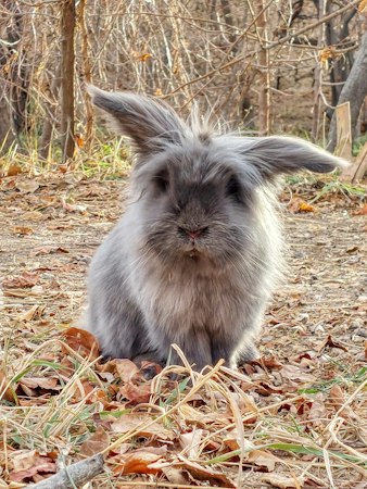 Gray Lionhead-type rabbit sitting among dry leaves with its mane spread around its face