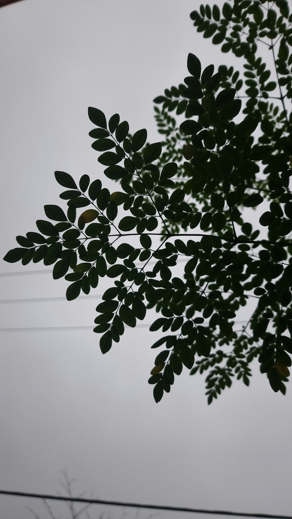 a view of a tree from below with a power line in the background