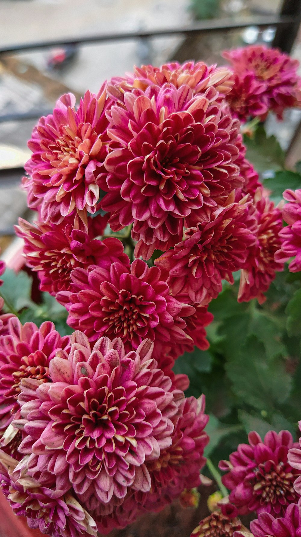 a close up of a bunch of pink flowers