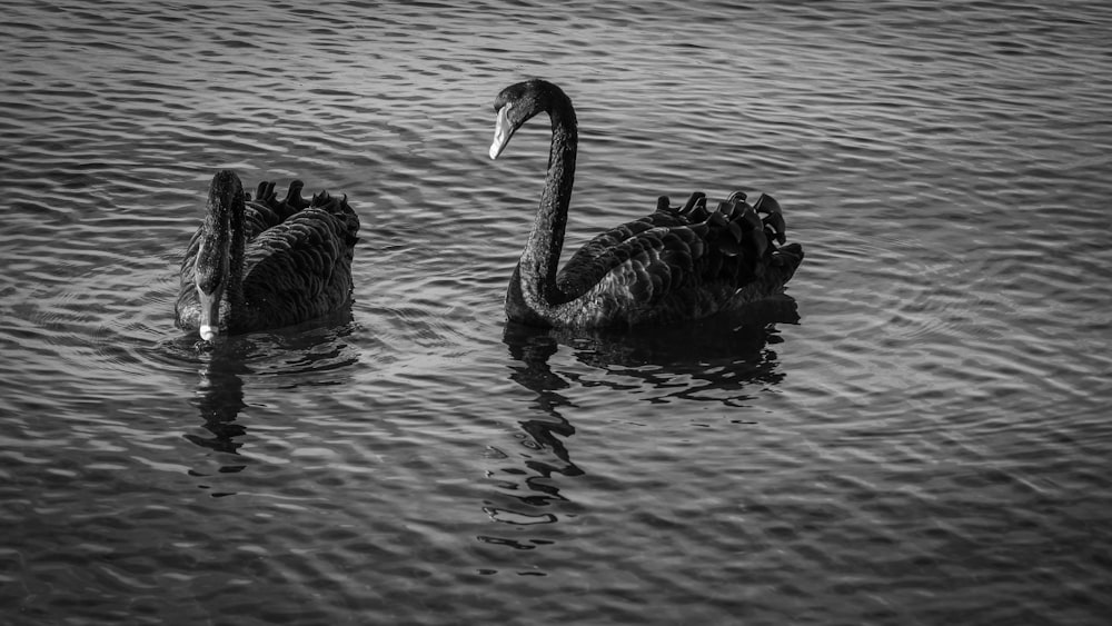 two black swans are swimming in the water