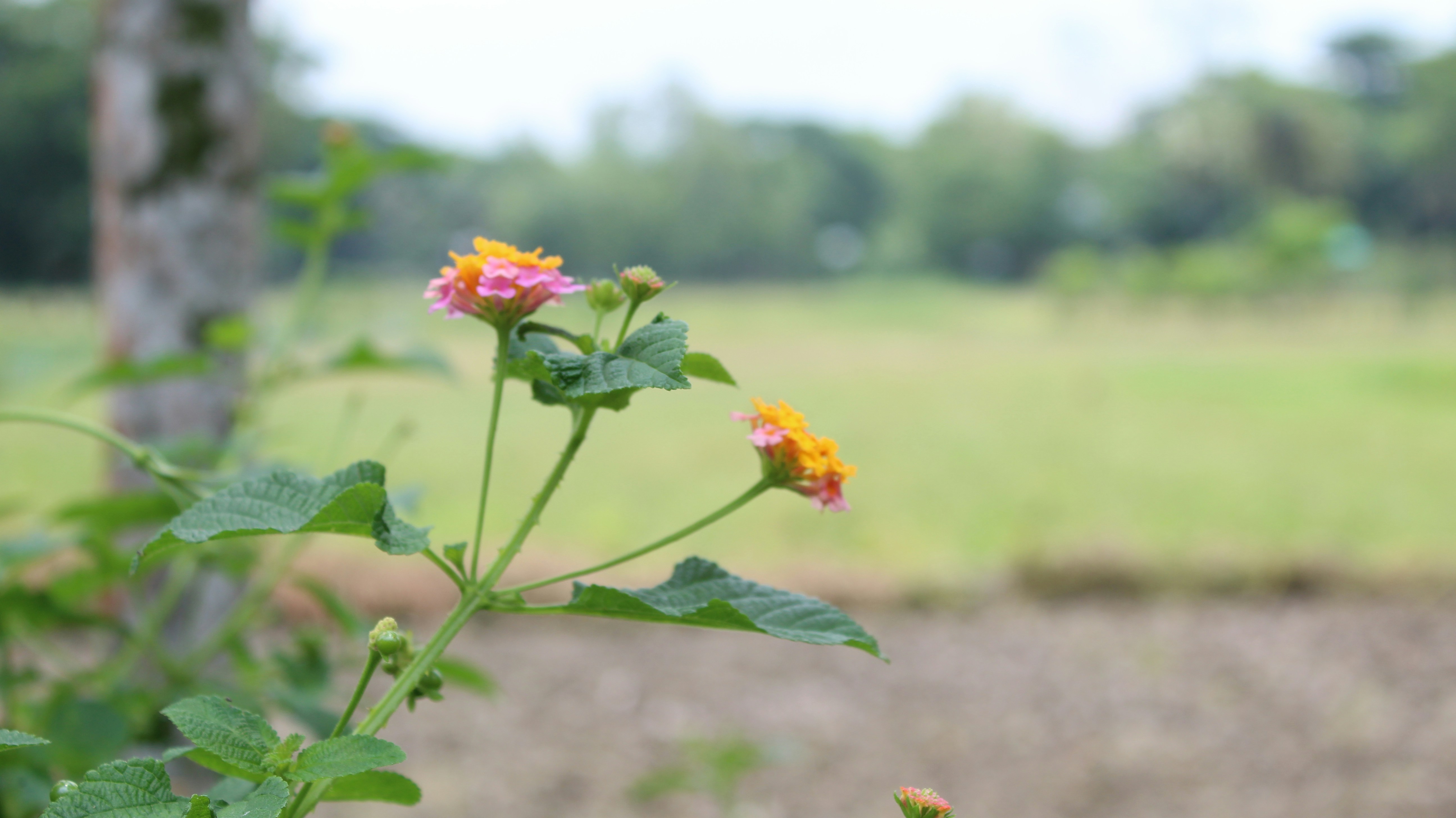 a plant with yellow and pink flowers in a field
