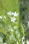 a close up of a plant with white flowers