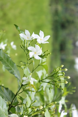 a close up of a plant with white flowers