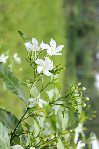 a close up of a plant with white flowers