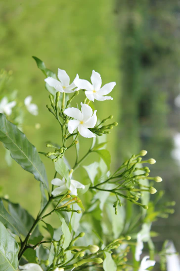 a close up of a plant with white flowers