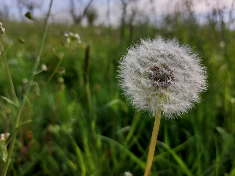 a close up of a dandelion in a field