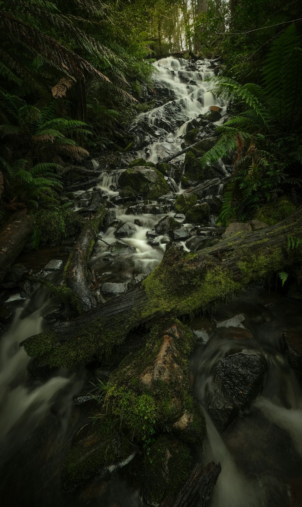 a stream running through a lush green forest