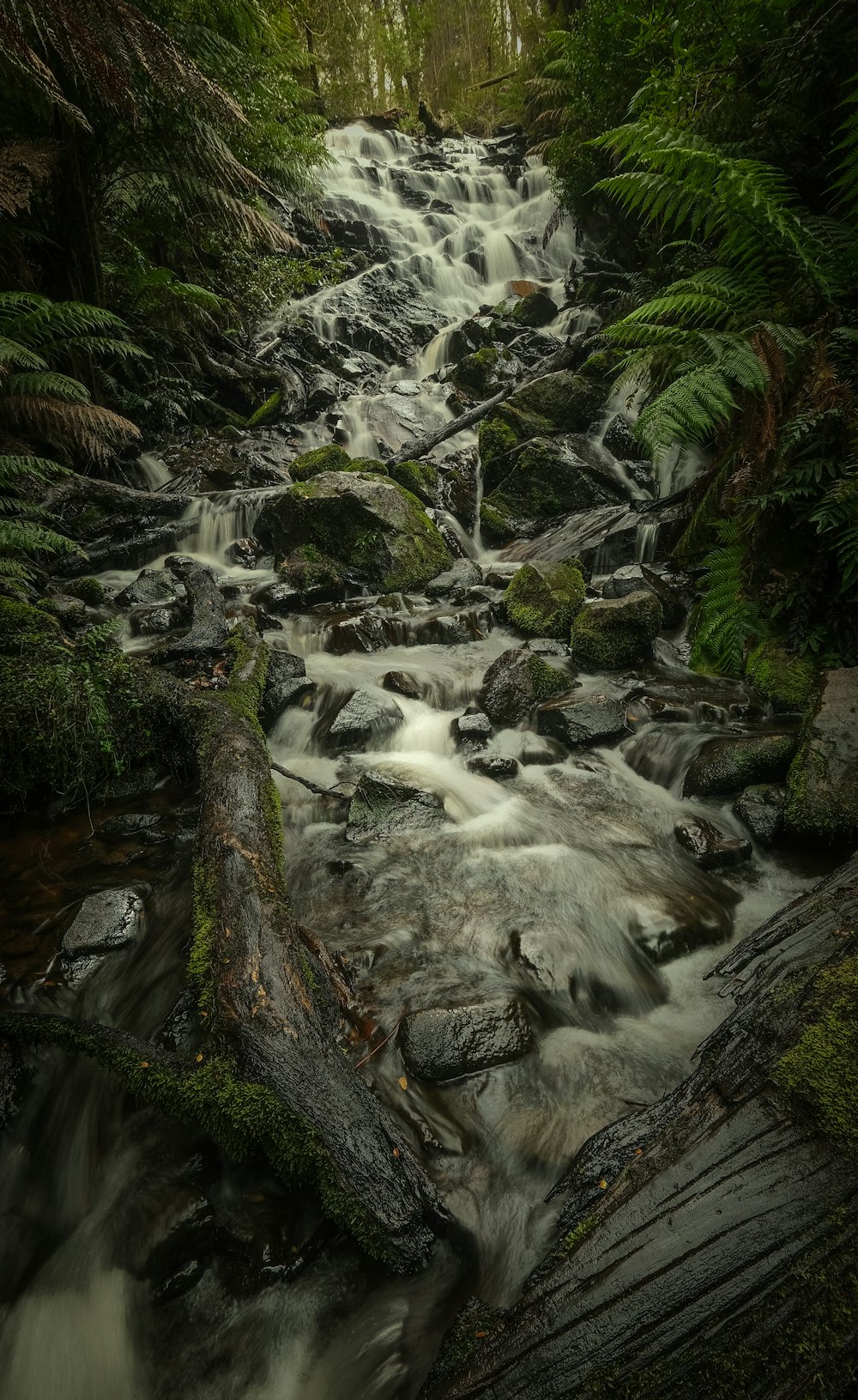 a stream running through a lush green forest