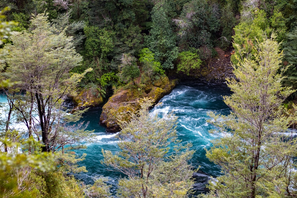 a river running through a lush green forest