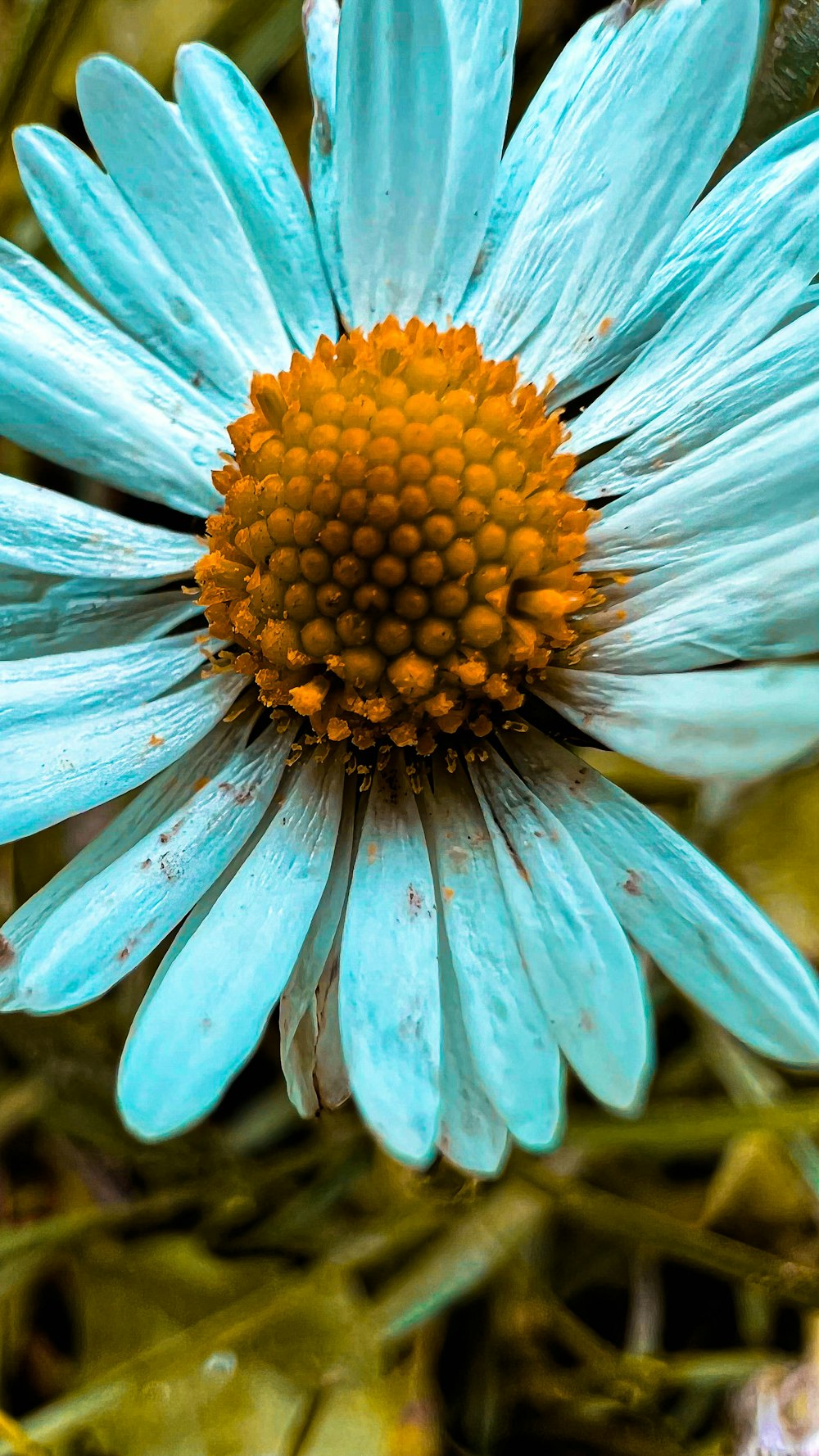 a close up of a blue flower with a yellow center