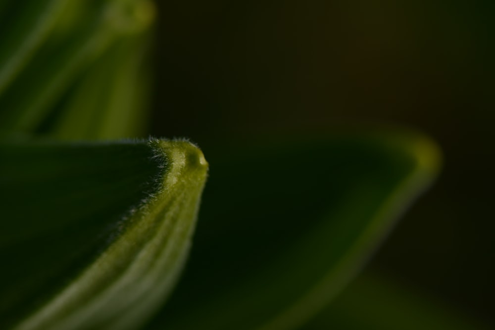 a close up view of a green leaf