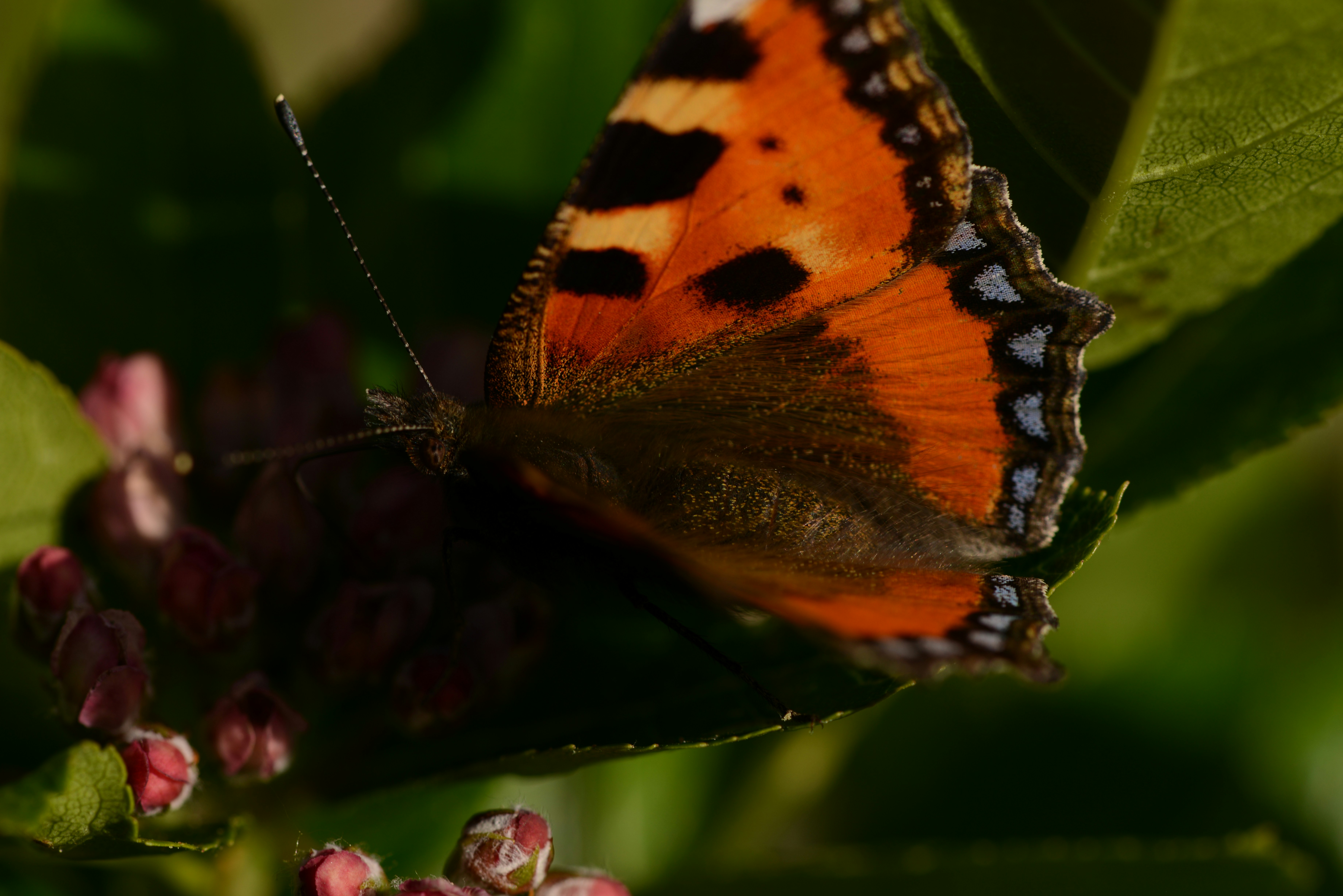 Photo by colfra