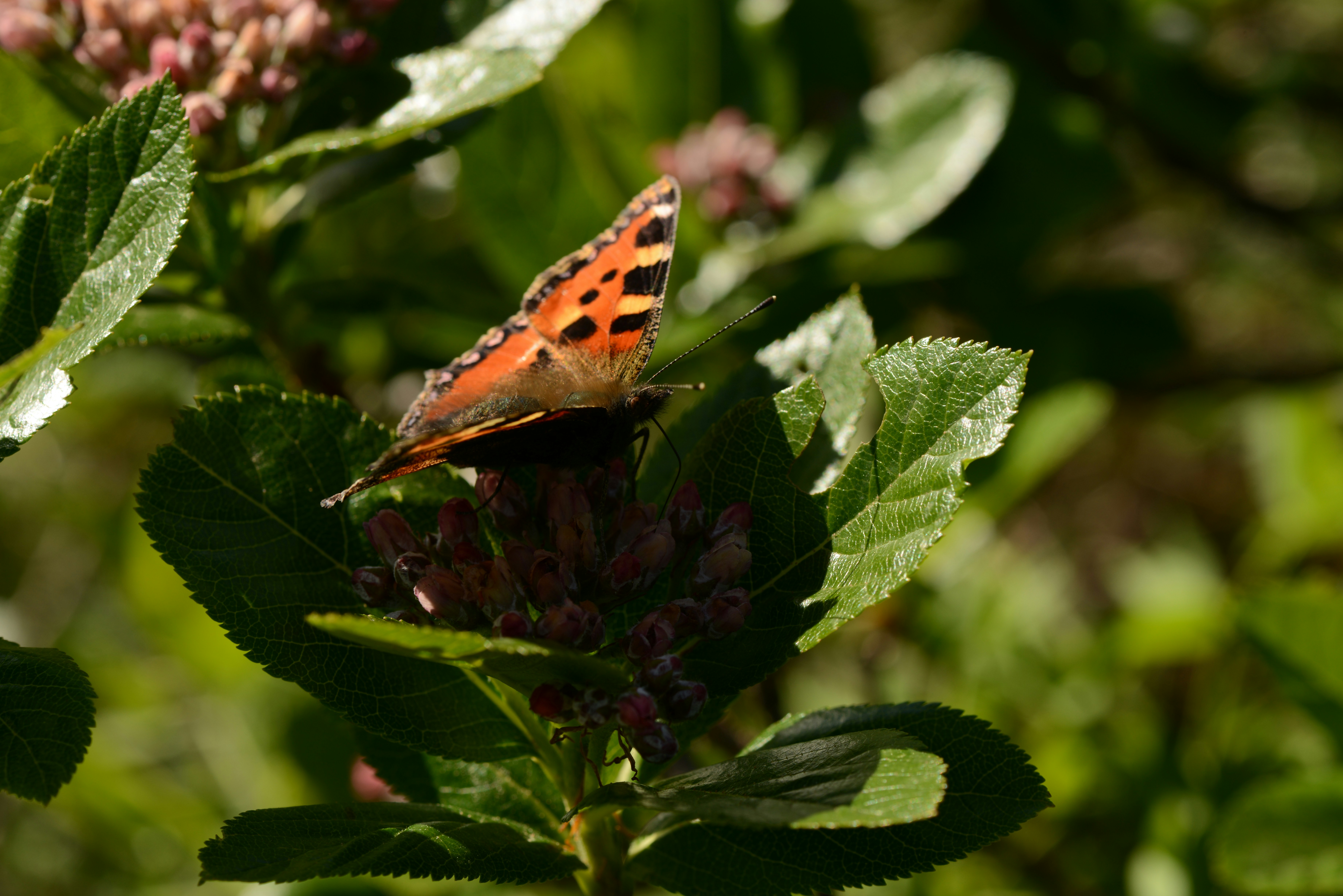 Photo by colfra