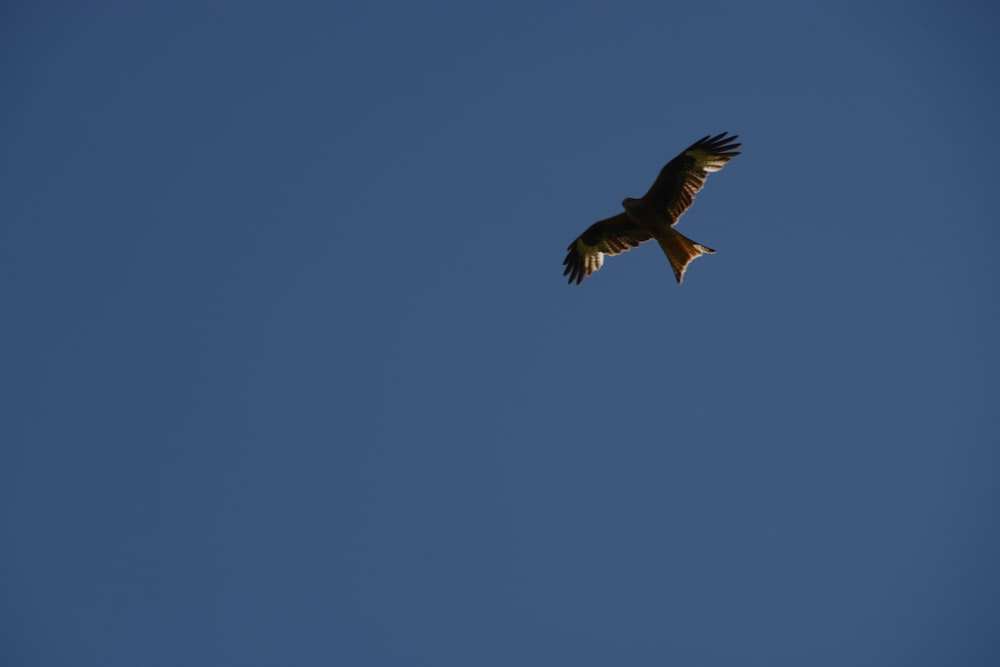 um pássaro grande voando através de um céu azul