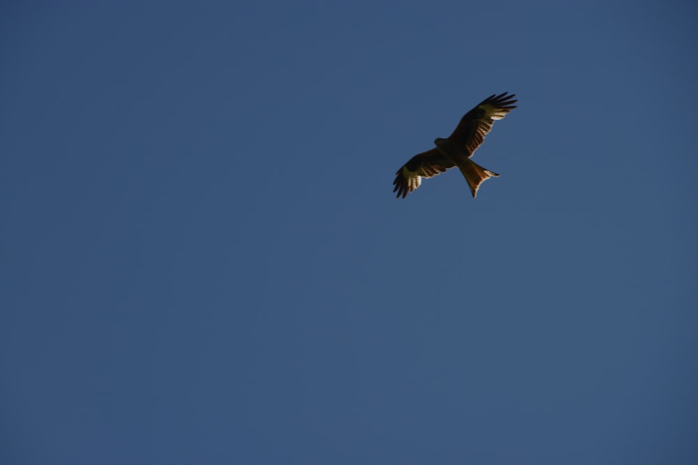 a large bird flying through a blue sky