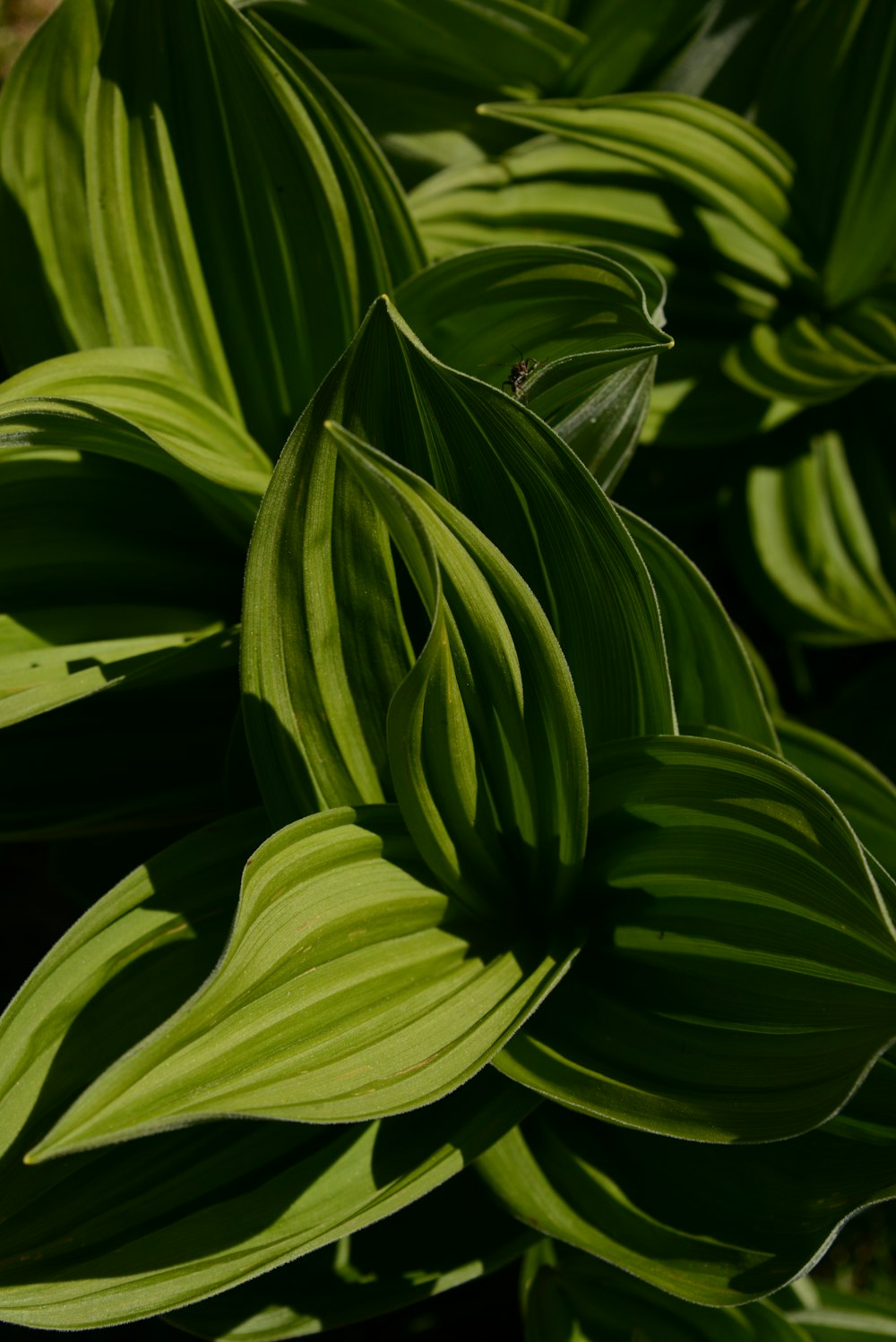 緑の葉を持つ植物のクローズアップ