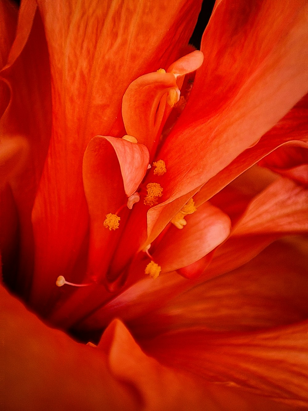 a close up of a red flower with yellow stamen
