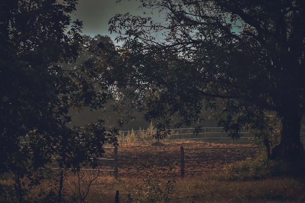 a field with a fence and trees in the background