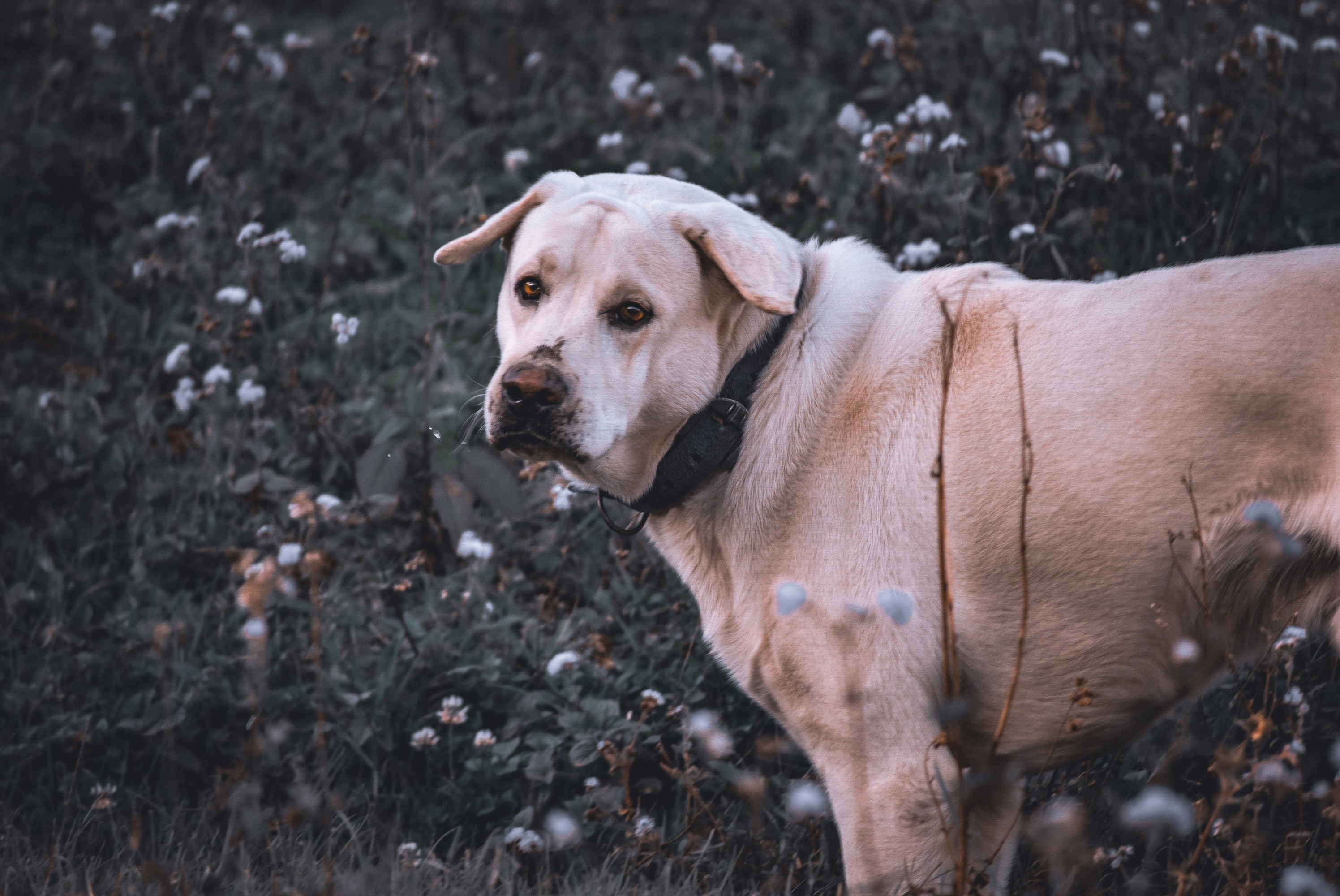 a dog standing in a field of flowers