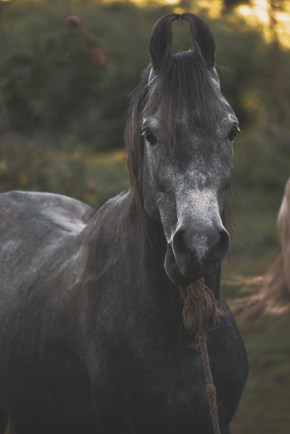 a close up of a horse with a rope in its mouth