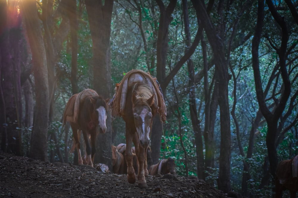 a couple of horses standing next to each other in a forest