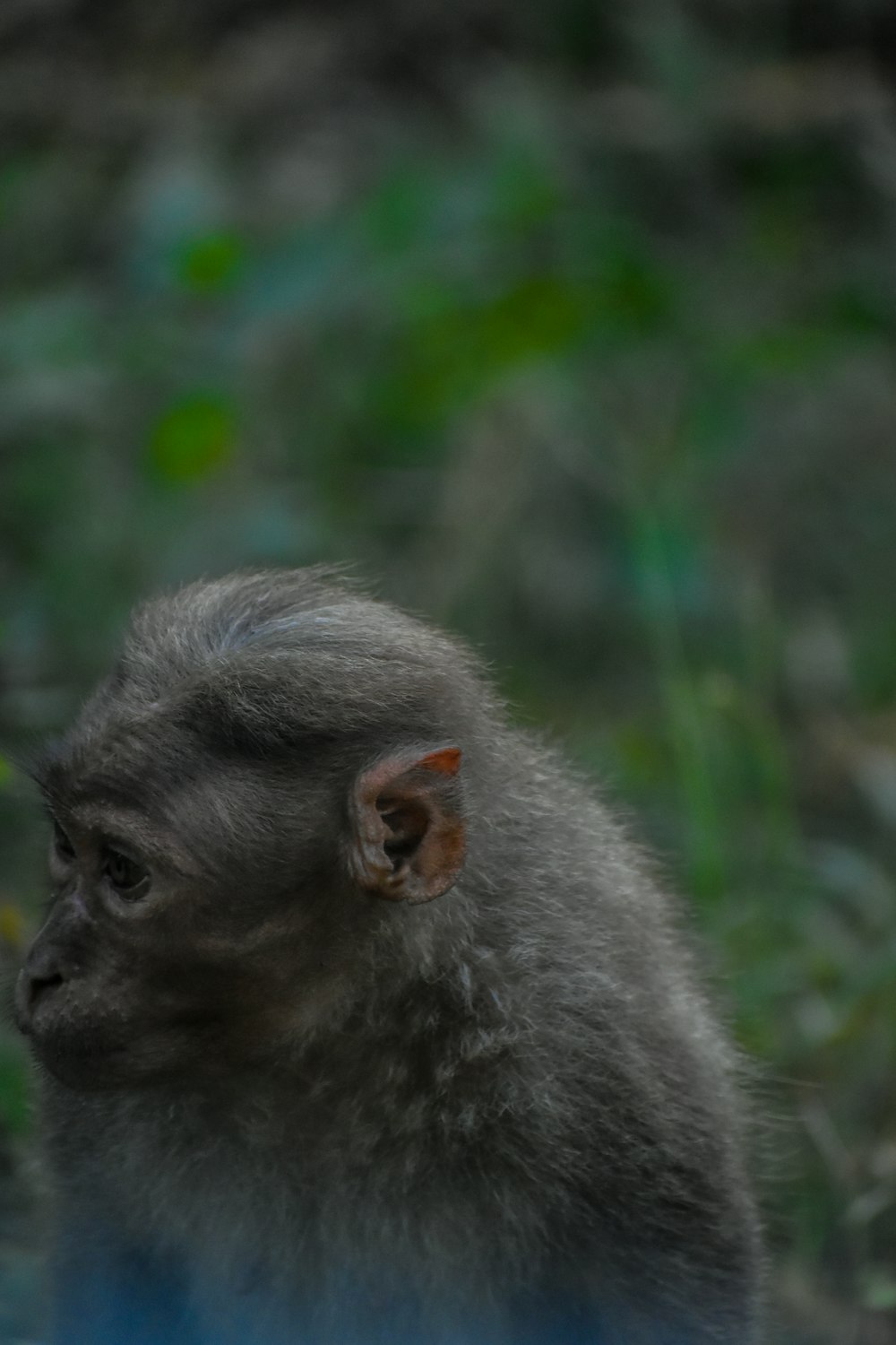 a small gray monkey sitting on top of a lush green field