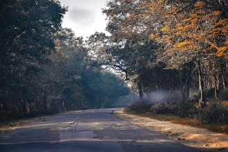 A quiet country road winding through dense forest with autumn colors.