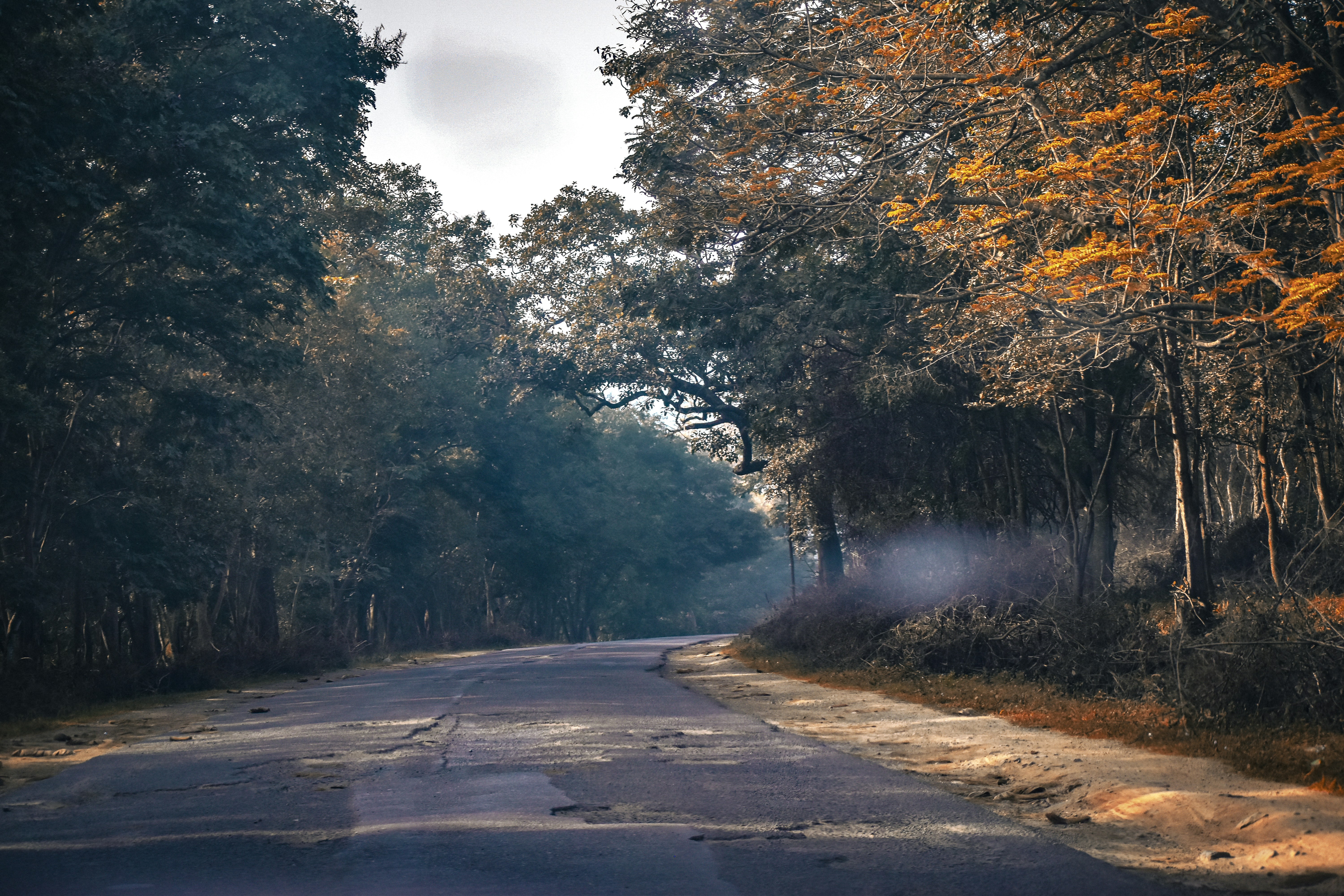 an empty road surrounded by trees with smoke coming out of it