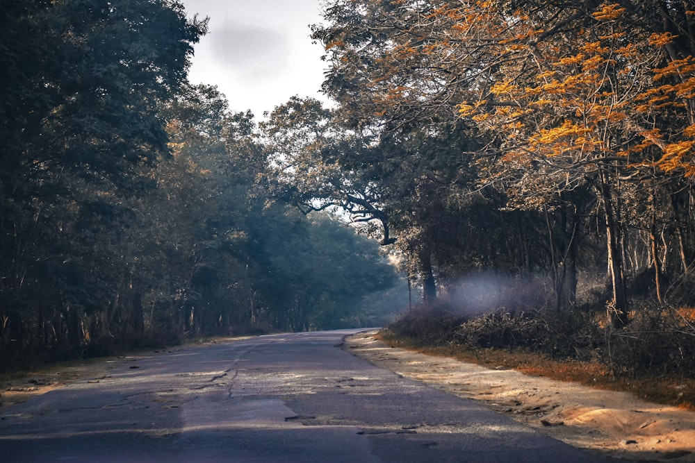 an empty road surrounded by trees with smoke coming out of it