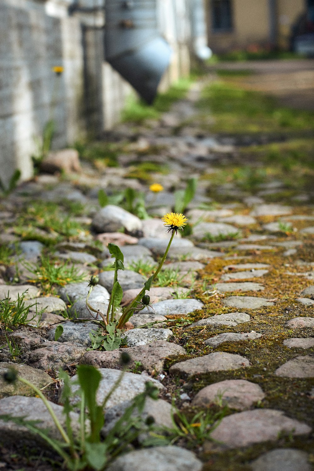 a small yellow flower sitting on top of a cobblestone road