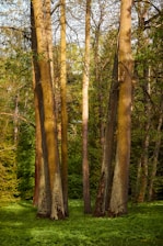 a group of trees that are standing in the grass