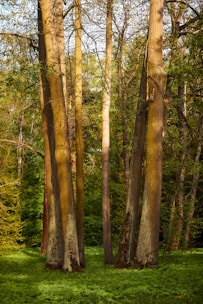 a group of trees that are standing in the grass